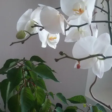 ゲストハウス La Bastide Anne